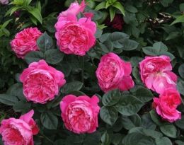Купить саженцы Розы Академия (Rose Accademia) в Нижнем Новгороде - Гарден Флора