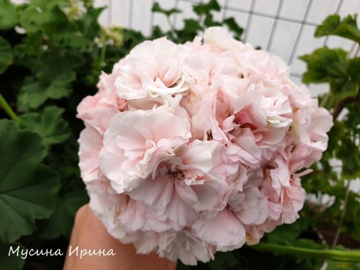 ЮВ_Виктория № 0340