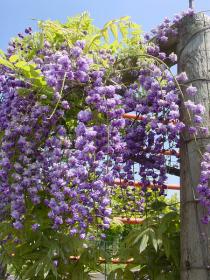 Вистерия (глициния) Violacea Plena