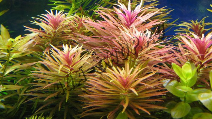 Лимнофила ароматика (Limnophila aromatica)