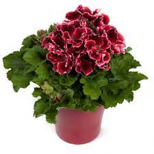 Пеларгония королевская Elegance Adele