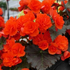 Бегония элатиор Соления Mocca Orange