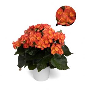 бегония элатиор ilona Carneval