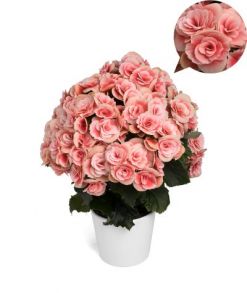 бегония элатиор Barkos Borias