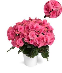 бегония элатиор Barkos Berseba