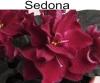 Sedonia