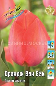 Тюльпан Орандж Ван Ейк Дарвиновский гибрид 11/12 , 1 шт
