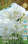 Narciss-Rouz-of-Maj-mahrovyj-mnogocvetkovyj-12-14-1-sht