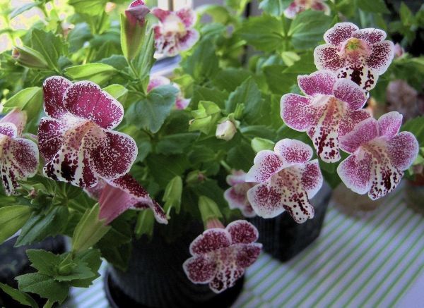 Мимулюс Закат