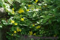 Вербейник монетчатый (Лизимахия) / Lysimachia nummularia