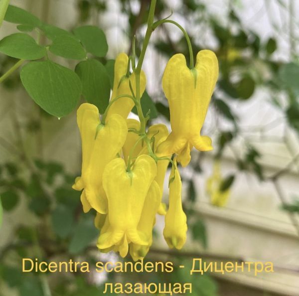 Dicentra scandens - Дицентра лазающая