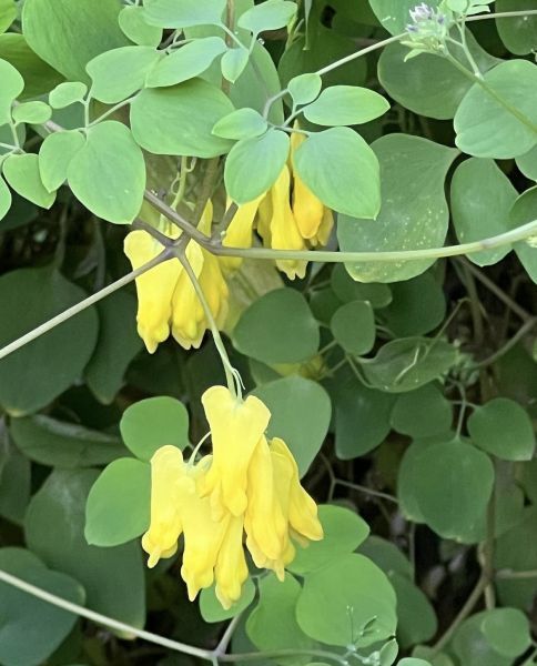 Dicentra scandens - Дицентра лазающая