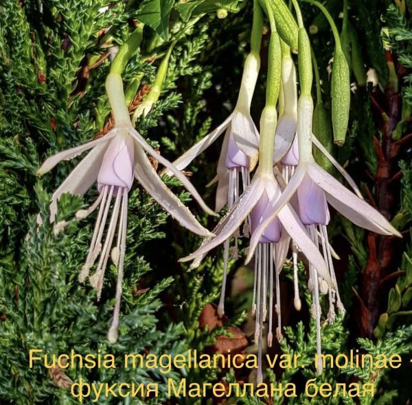 Fuchsia magellanica var. molinae - фуксия Магеллана белая