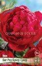 Pion-Big-Red-Bumer-Suner-1-sht