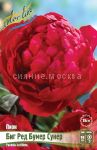 Pion-Big-Red-Bumer-Suner-1-sht