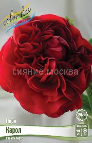 Пион Карол Carol 2/3 п., 1 шт