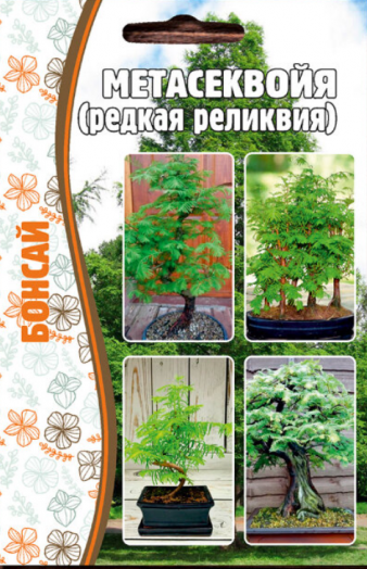 Метасеквойя Бонсай
