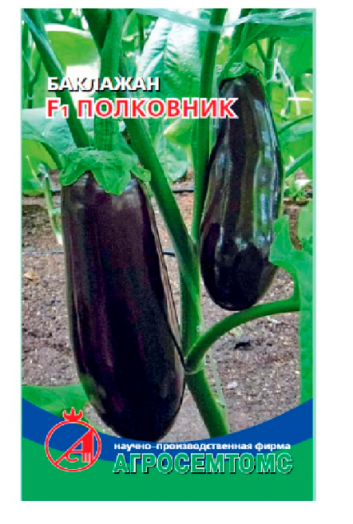 Баклажан Полковник