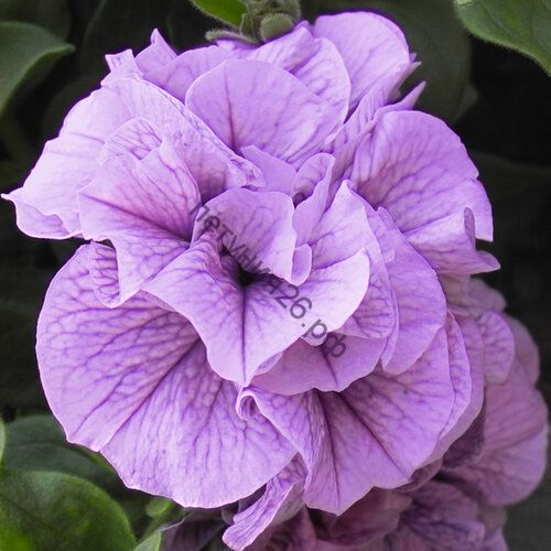 Петуния sweetsunshine Pink Purple Vein