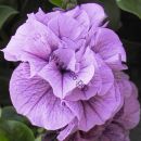 Петуния sweetsunshine Pink Purple Vein