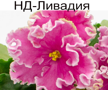 НД-Ливадия