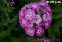 Флокс 'Может быть' / Phlox 'Mozhet byt'