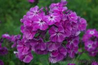 Флокс 'Первая Ласточка' / Phlox 'Pervaja Lastochka'