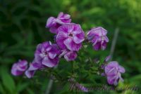 Флокс 'Первая Ласточка' / Phlox 'Pervaja Lastochka'