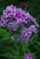 Флокс 'Первая Ласточка' / Phlox 'Pervaja Lastochka'