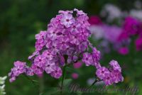 Флокс 'Первая Ласточка' / Phlox 'Pervaja Lastochka'