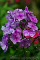 Флокс 'Королевич Елисей' / Phlox  'Korolevich Elisej'