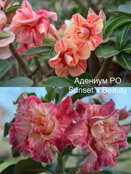 Адениум РО Sunset x Beauty