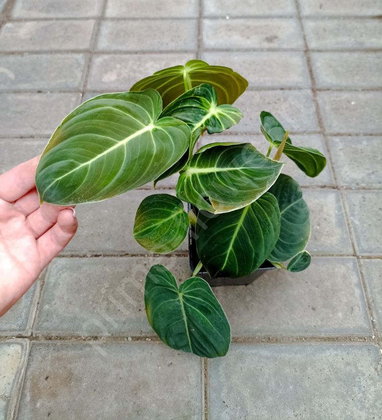 Филодендрон Меланохризум (Philodendron melanochrysum)