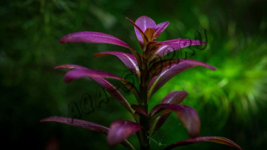 Аммания Сулавеси (Ammania sp. Sulawesi)