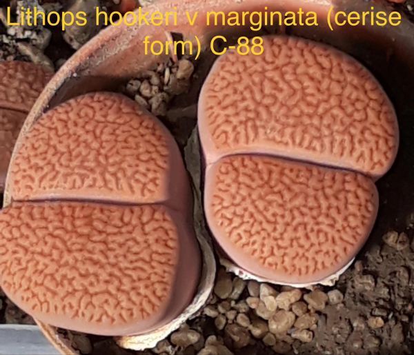 Lithops hookeri v marginata (cerise form) C-88