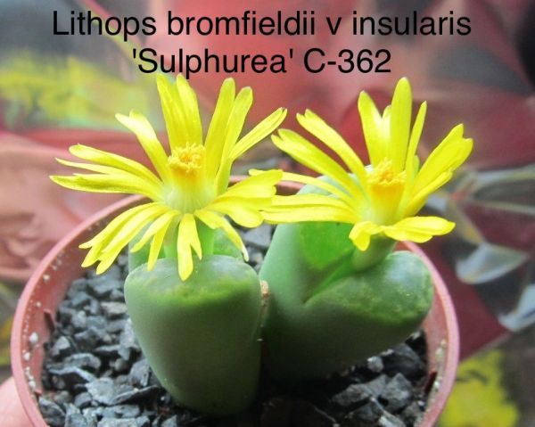 Lithops bromfieldii v insularis 'Sulphurea' C-362