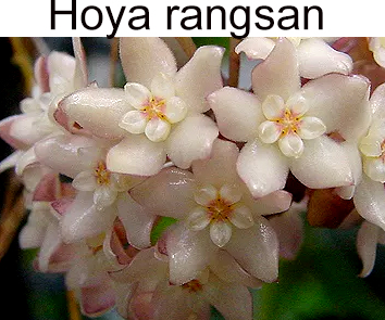 hoya rangsan