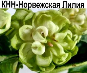 КНН-Норвежская Лилия (Н.Куриленко)  НОВИНКА