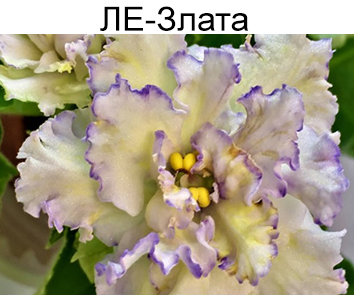 ЛЕ-Злата (Лебецкая)