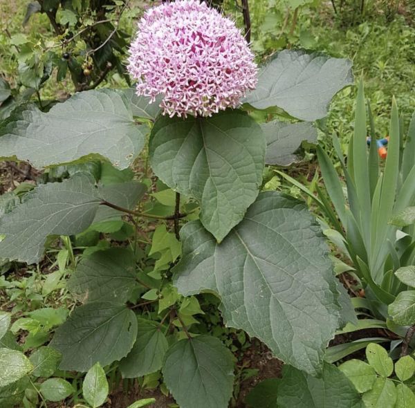 Klerodendrum Bunge (Клеродендрум Бунге)