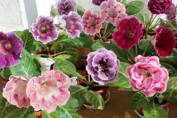 Глоксиния микс (Gloxinia)