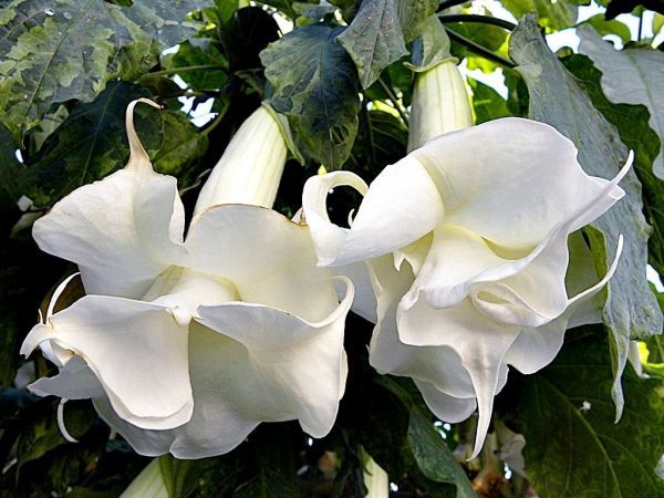 Дурман Вайт