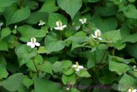 Хауттюйния сердцевидная / Houttuynia cordata