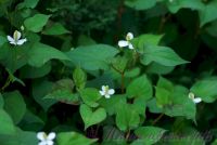 Хауттюйния сердцевидная / Houttuynia cordata