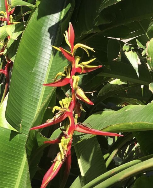 Heliconia SUBULATA или Геликония Шиловидная