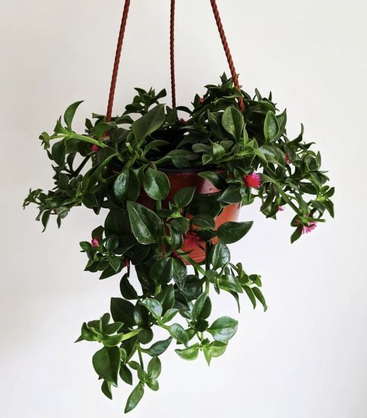 Aptenia cordifolia (Аптения Кордифолия)