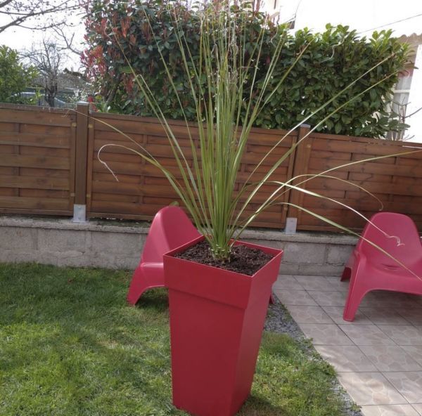 Nolina microcarpa (Нолина Микрокарпа)