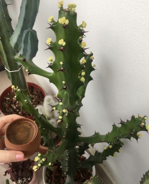 Euphorbia mauritanica (Эуфорбия мавританская)