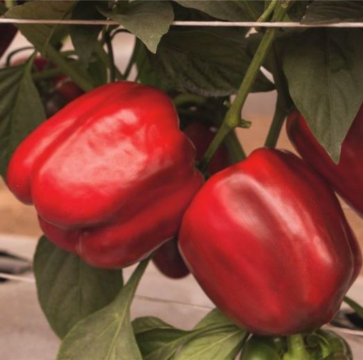 Перец сладкий Темза F1, 50шт семян