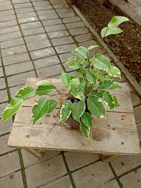 Фикус Бенджамина  'Baft' Бафт